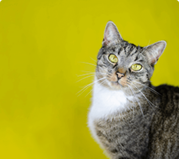 Imagem de Rações para Gatos